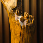 Mystic Flutter Earrings